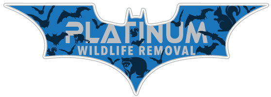 Plymouth Ant Control & Spider Removal